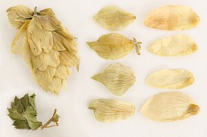 Foto: DAC/NRF Ausgewählte Ganzdrogenteile von Hopfenzapfen: ein ganzer Fruchtstand, einzelne Deck- und Vorblätter in außen- und innenseitiger Ansicht sowie ein Hochblatt eines Fruchtstandes